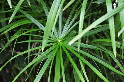 細長葉植物|緑と細長い葉を持つ植物